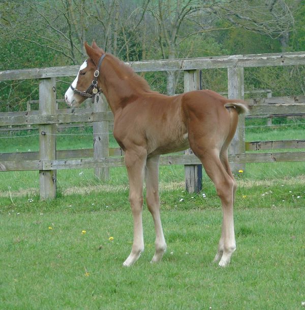 2023 colt by Palace Pier